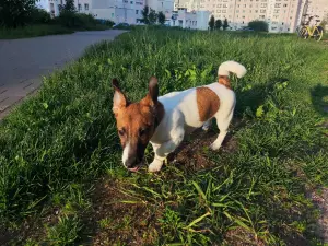 Щенки Джек Рассел терьер