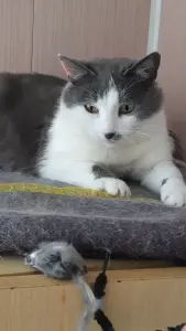 Чудесная кошечка в дар
