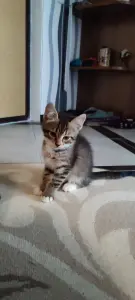 Котенок в дар