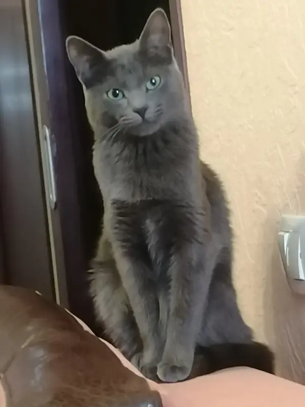 Котенок русский голубой