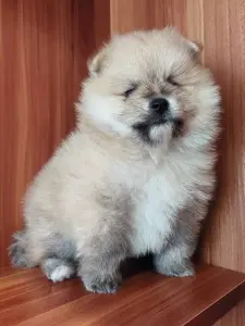 Мальчик померанского шпица