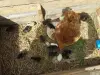 ЦЫПЛЯТА рядом Минск, Фаниполь, Атолино (Брестское направление, Слуцкое направление)