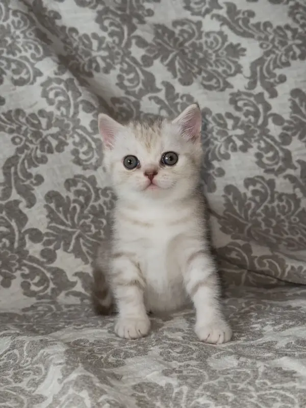 Шотландская кошка