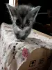 Котята в дар