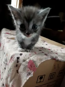 Котята в дар