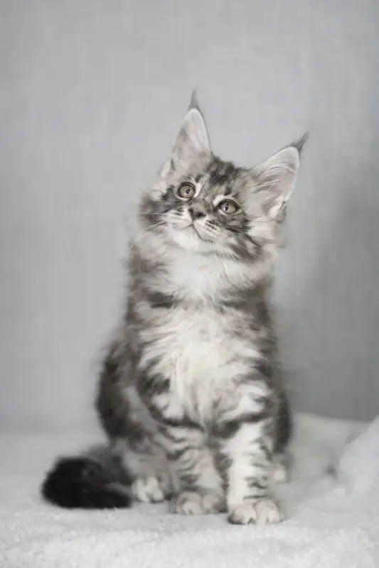 Котята Мейн-кун в продаже! Два чудесных мальчика!