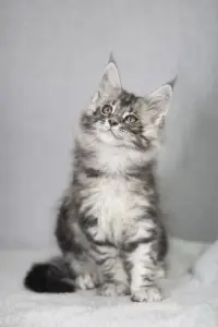 Котята Мейн-кун в продаже! Два чудесных мальчика!