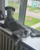 Миттель. Срочно ищем ХОРОШУЮ семью