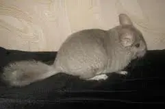 Шиншилла