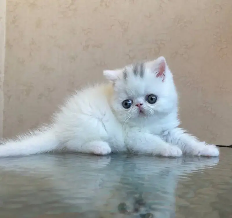 Экзотические котята
