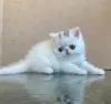 Экзотические котята
