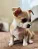 Мальчик чихуахуа