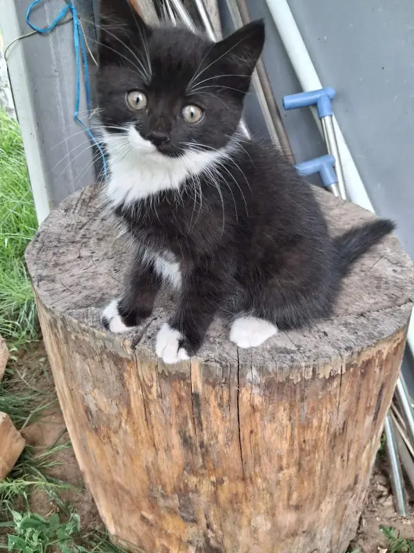 Котята в дар