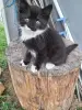 Котята в дар