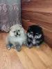 Щенки померанского шпица.