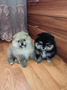 Щенки померанского шпица.