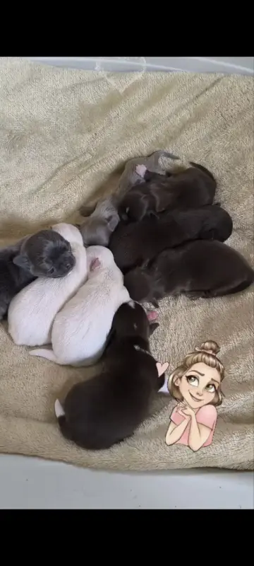 Милейший чихуахуа ребенок - Вся Беларусь - 202699 - Доска объявлений Kupika.by - Фото 6