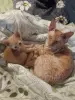 Котята метисы корниш-рекс