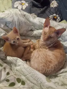 Котята метисы корниш-рекс