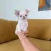 Чихуахуа мальчик
