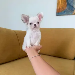 Чихуахуа мальчик