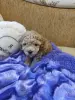 Щенки той-пуделя