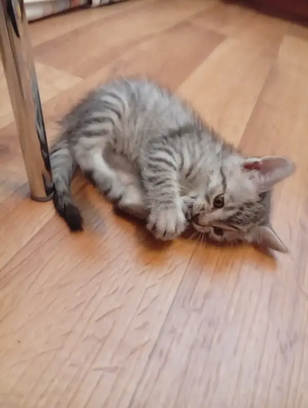 Котенок срочно ищет дом или передержку