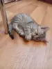 Котенок срочно ищет дом или передержку
