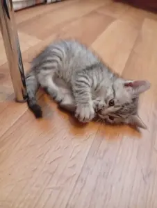 Котенок срочно ищет дом или передержку