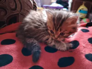 Котята