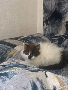 Котята даром