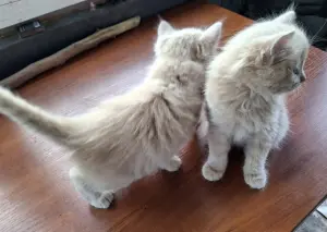 котята