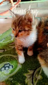 Кошечка