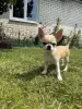 Щенки чихуахуа