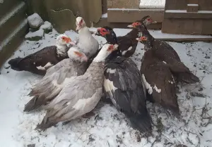 Индоутята мускусные утята