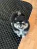 Девочка померанского шпица