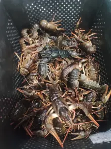 Раки живые