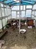 Цыплята