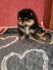 Девочка померанского шпица