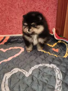 Девочка померанского шпица