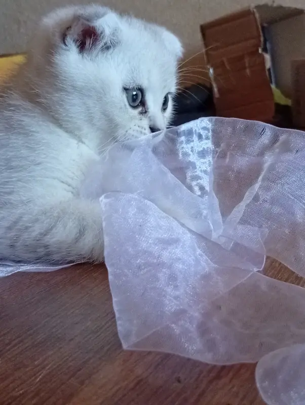 Котята шотландские