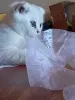 Котята шотландские