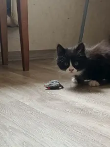 Котята в дар