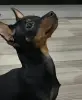 Щенок