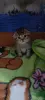 Котята шотландские вислоухие