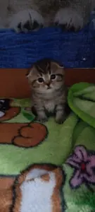 Котята шотландские вислоухие