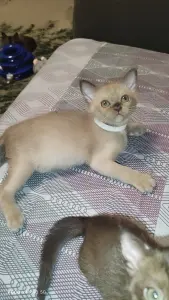 Европейская Бурма котята