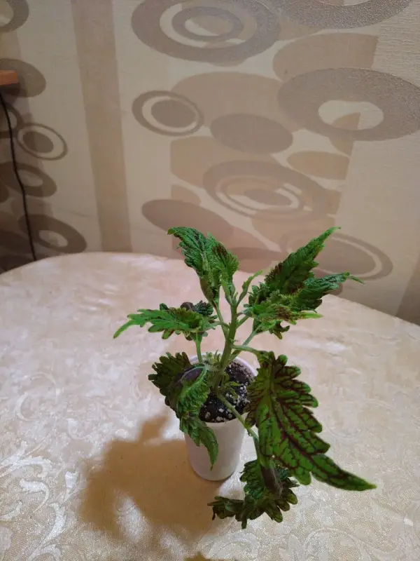 Продам Колеусы
