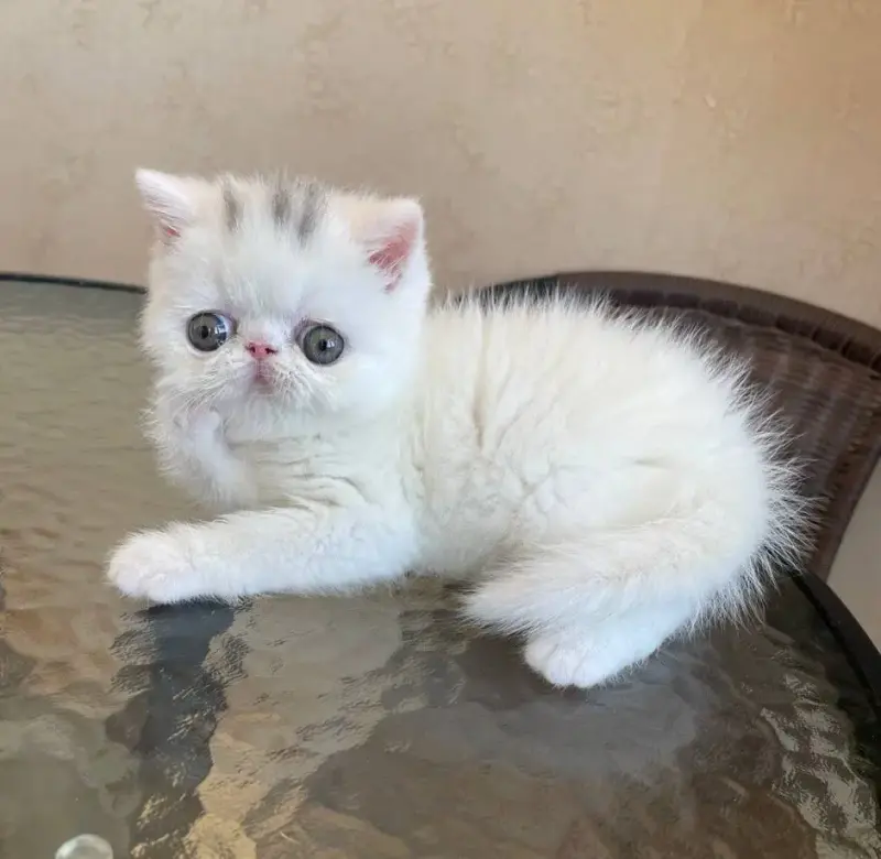 Экзотические котята