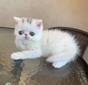 Экзотические котята
